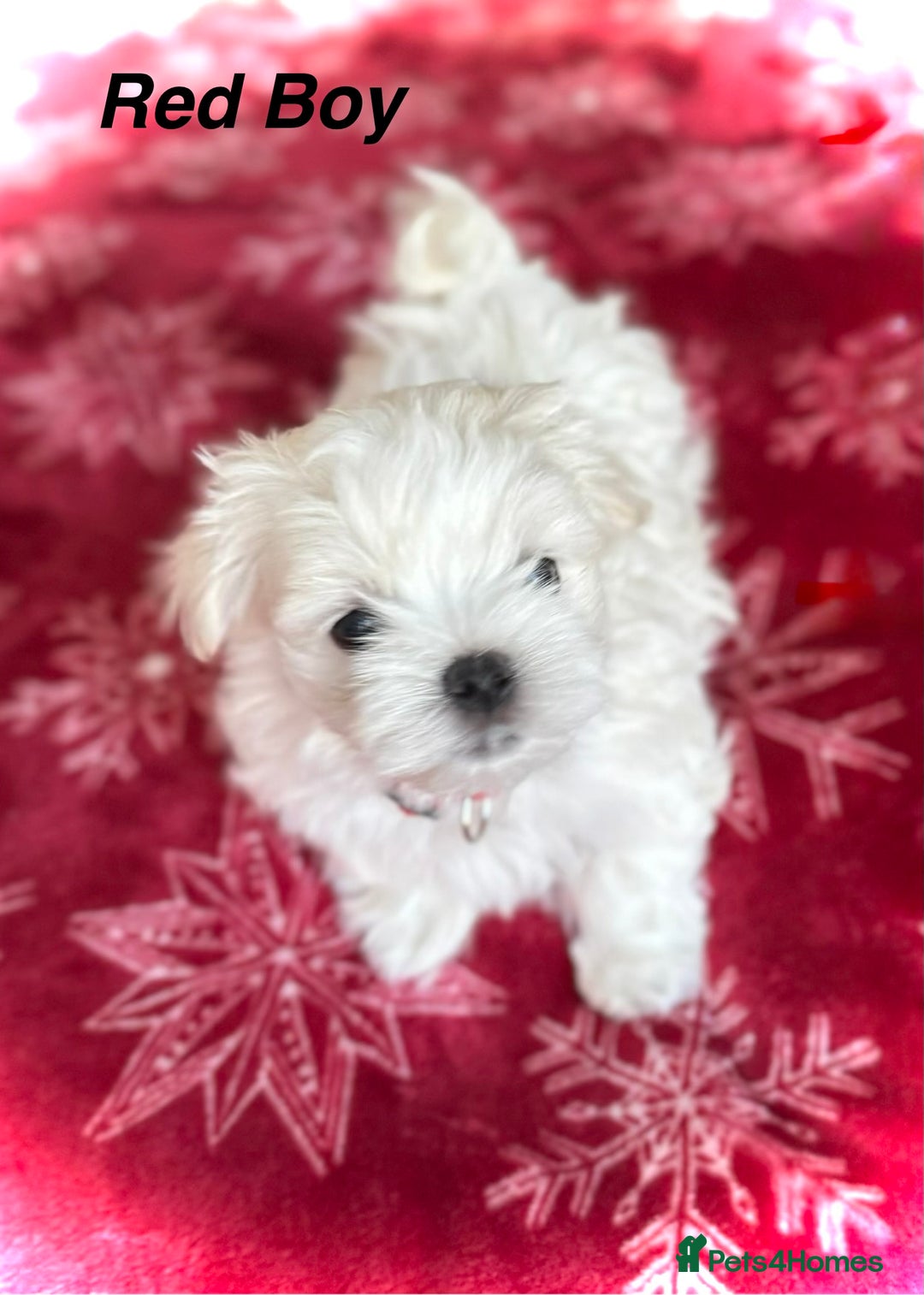 Maltese dogs for sale:  KC Registred Maltese puppies  - Advert 21