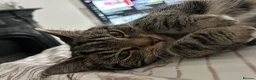 Mixed Breed cats for sale: Baby girl - Advert 3