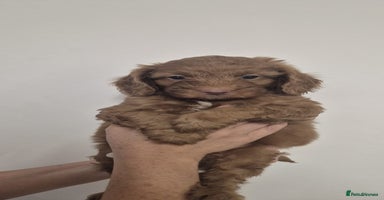 Cockapoo dogs - Advert 2