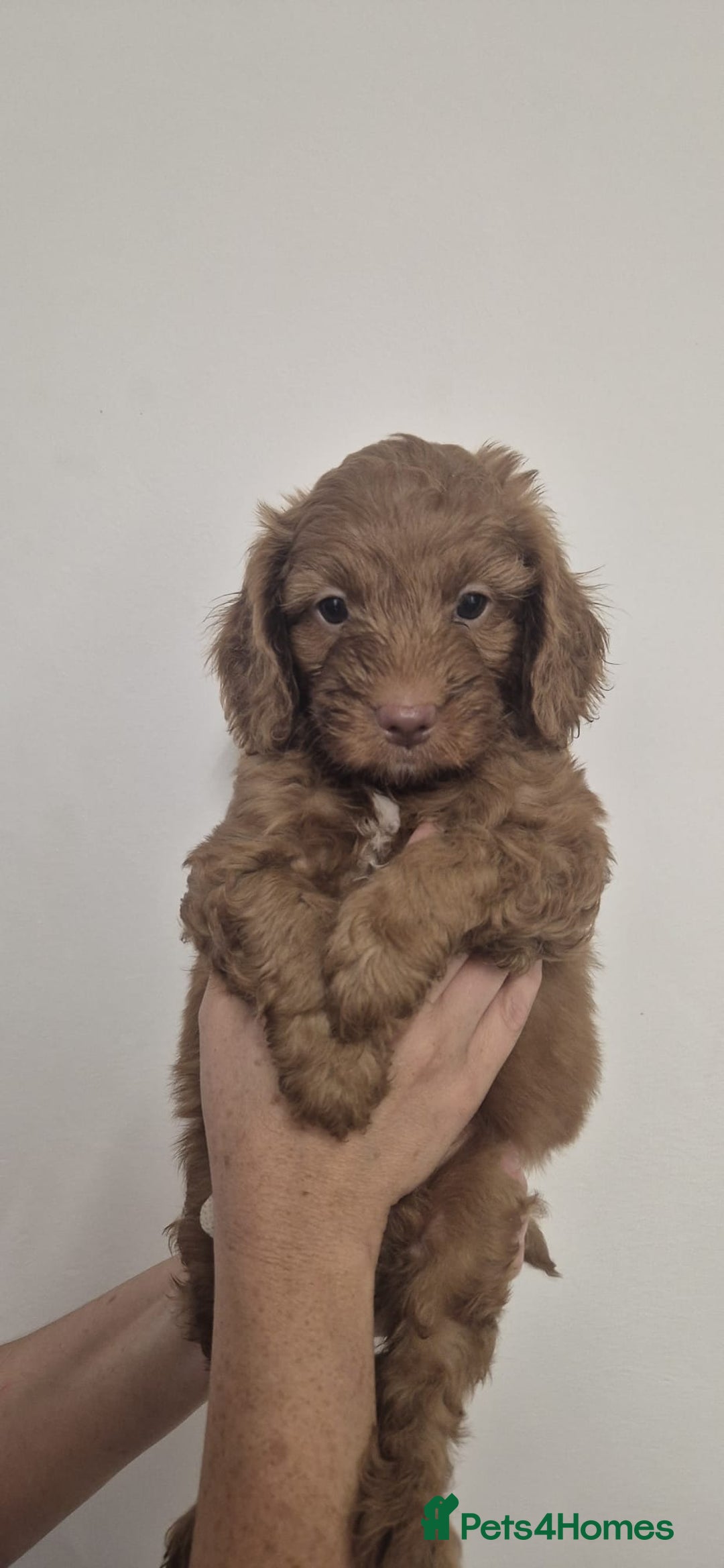 Cockapoo dogs for sale: Reduced!! Stunning F1B Toy Cockapoo Puppies  - Image 7