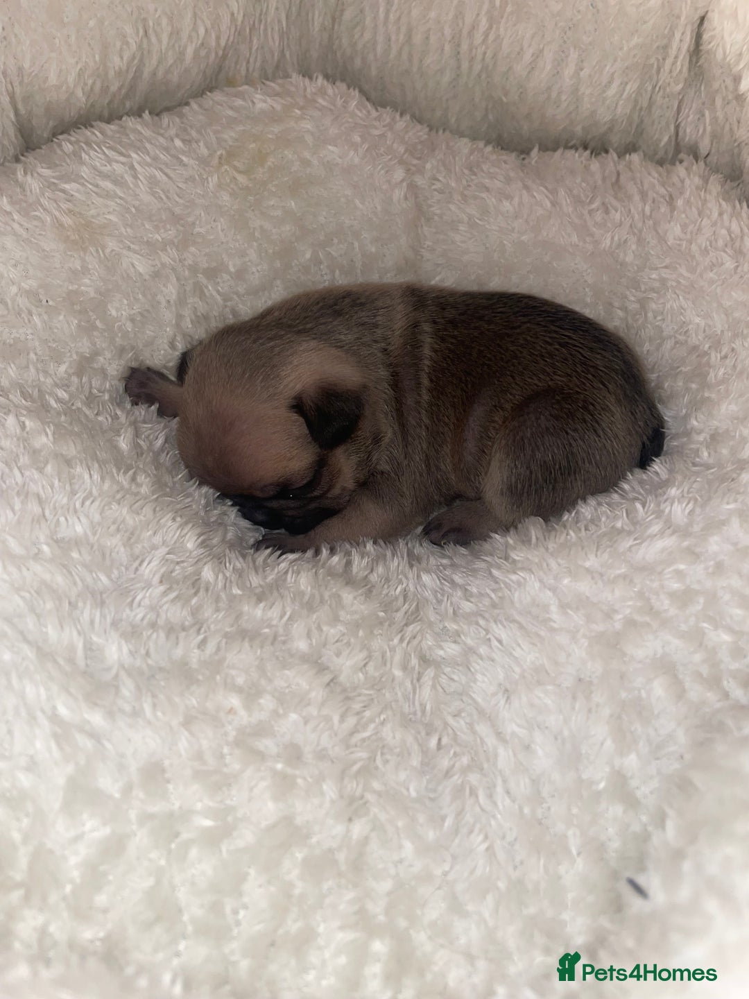 French Bulldog dogs for sale: French Bulldog Puppies - Advert 11