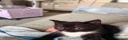 Mixed Breed cats for sale: 4 beautiful tuxedo kittens - Advert 4