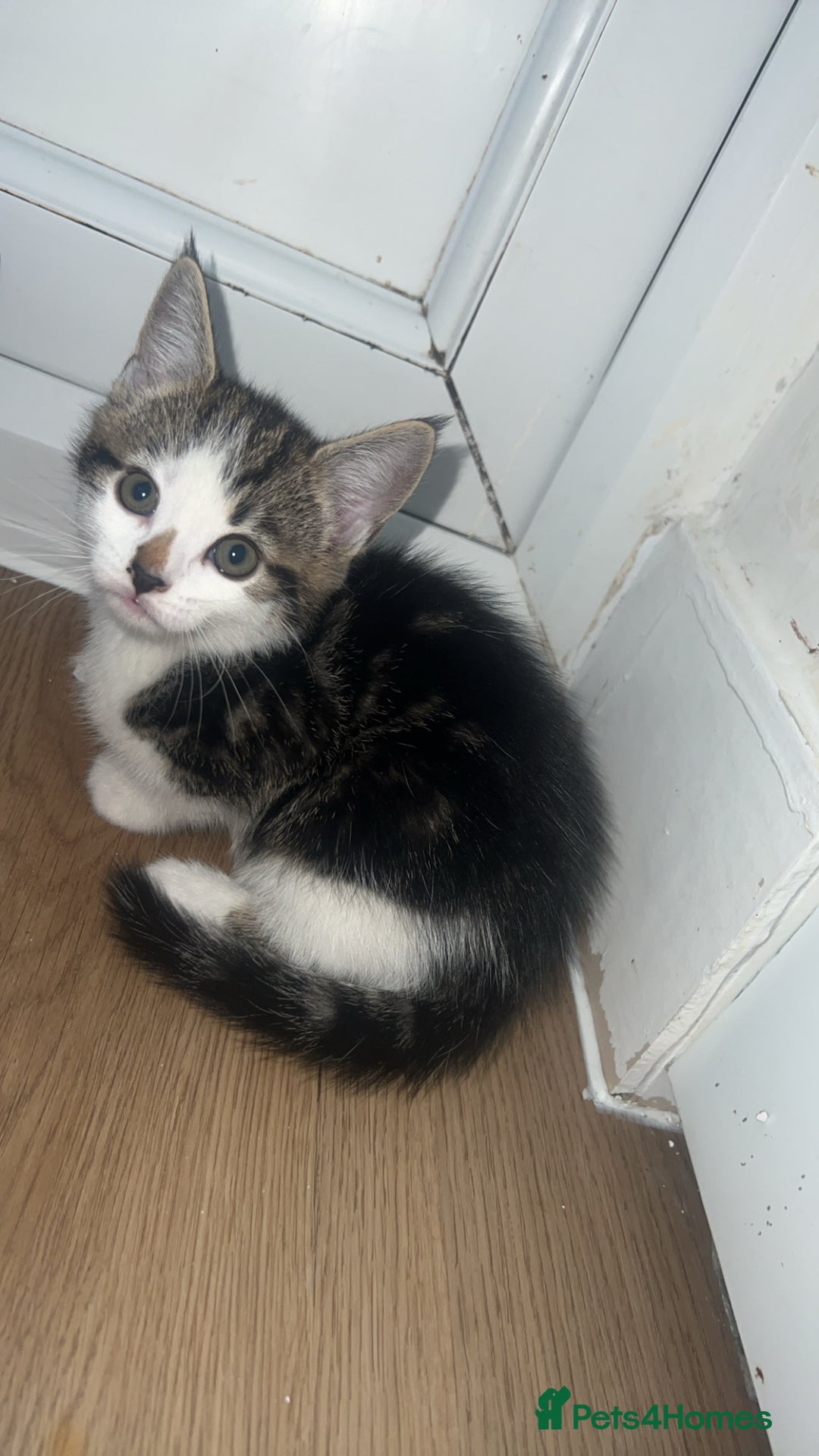 Mixed Breed cats for sale: Kittens  - Advert 17