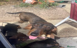 Dachshund dogs for sale: KC standard wire haired dachshund puppies (teckel) in Tiverton - Image 19