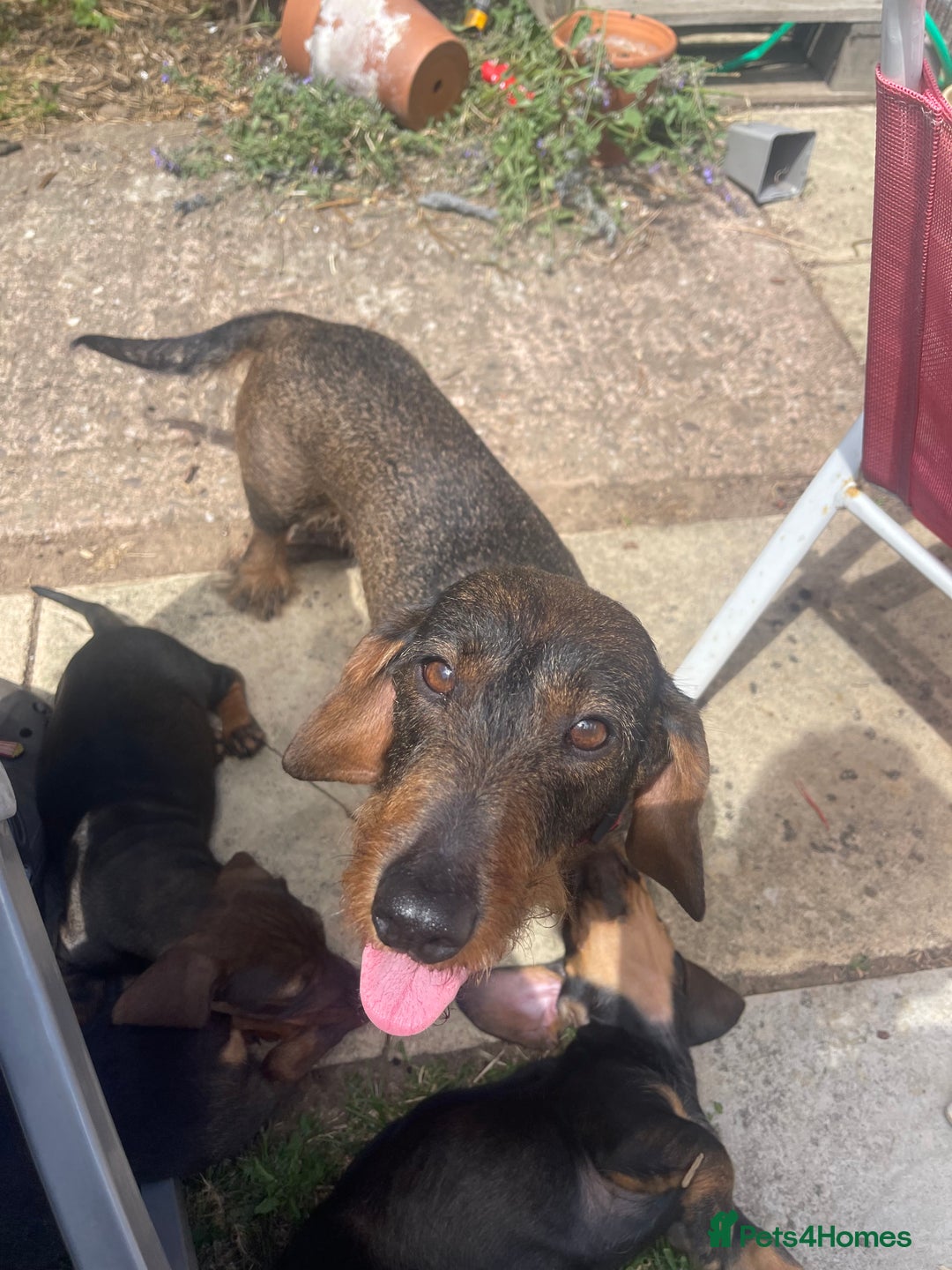 Dachshund dogs for sale: KC standard wire haired dachshund puppies (teckel) in Tiverton - Image 19