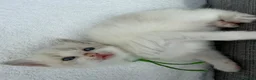 Ragdoll cats for sale: Blue lynx and blue bi colour beauties  - Advert 11