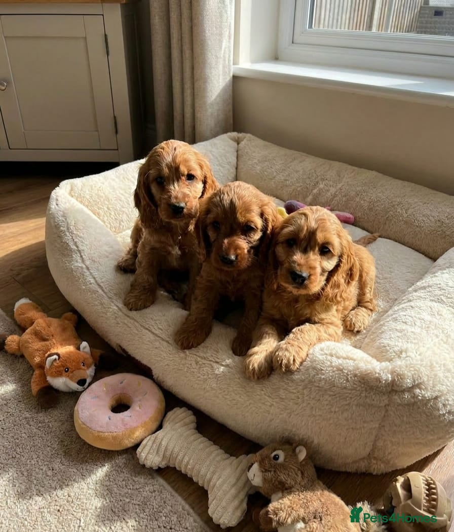 Cocker Spaniel dogs for sale: Cocker spaniel puppies in Edinburgh - Advert 2