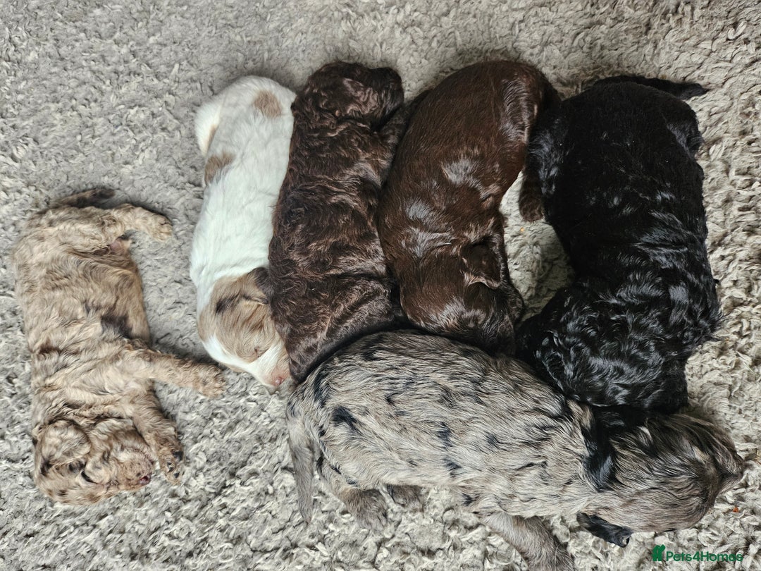 Cockapoo dogs for sale: Cockapoo puppies - Image 33