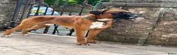 Boxer dogs for sale: Beautiful Bobtailed Boxer puppies - Advert 7