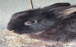 Rex rabbits for sale: I have a male and female rabbits  - Image 4