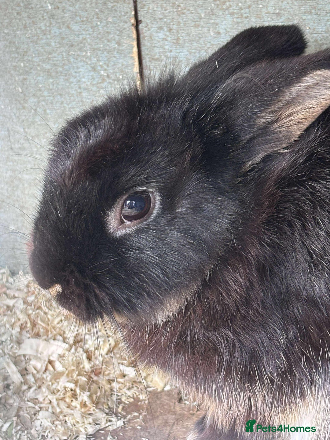 Rex rabbits for sale: I have a male and female rabbits  - Image 4