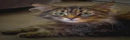Maine Coon cats for sale: Gorgeous full breed Mainecoon kittens ready may 20 - Advert 8