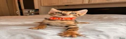 Bengal cats for sale: Stunning Bengal Kittens Ready for Reservation 😍 - Advert 7