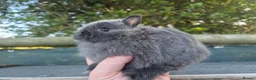 Netherland Dwarf rabbits for sale: 🧡 Gorgeous netherland dwarf babies 🧡 - Advert 15