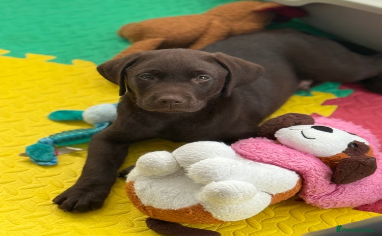 Labrador Retriever dogs - Advert 2