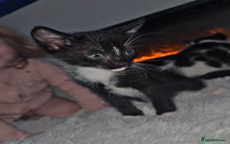 Mixed Breed cats for sale: Savannah Mix Litter🩷 discount if take two. 3 left - Image 11