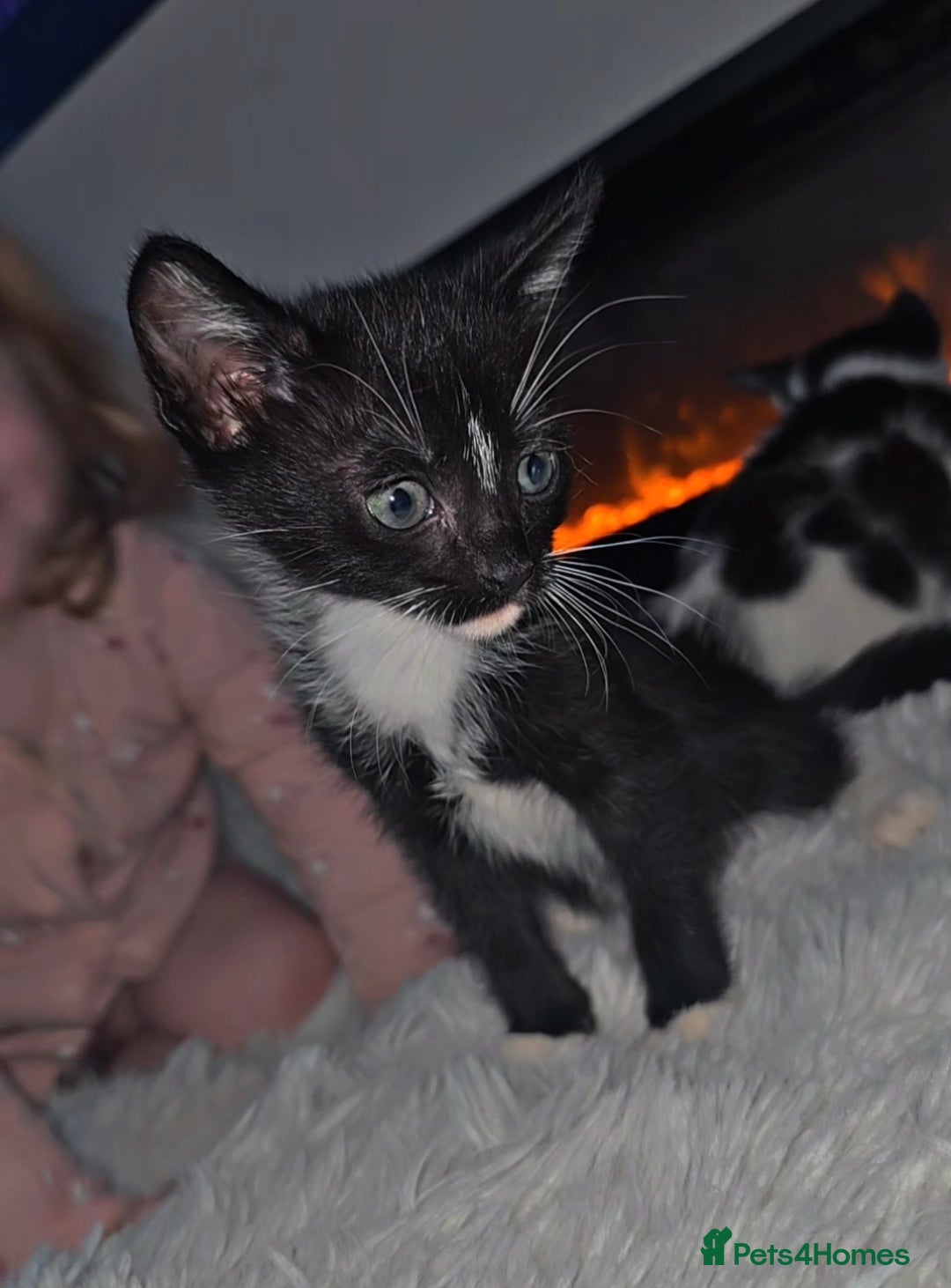 Mixed Breed cats for sale: Savannah Mix Litter🩷 discount if take two. 3 left - Image 11