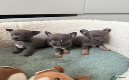 Chihuahua dogs for sale: Best quality Pedigree Puppies KC  - Image 24