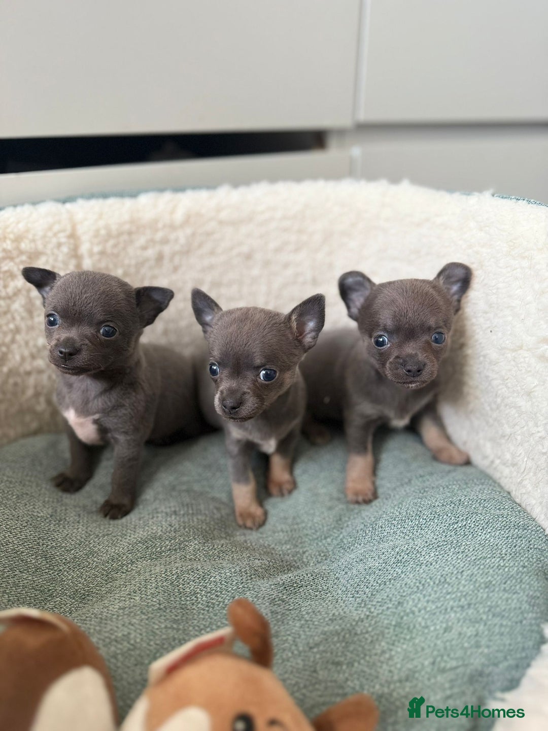 Chihuahua dogs for sale: Best quality Pedigree Puppies KC  - Image 24