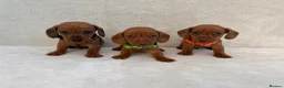 Miniature Dachshund dogs for sale: Dachshund puppies 3 boys 3 girls KC registered - Advert 14