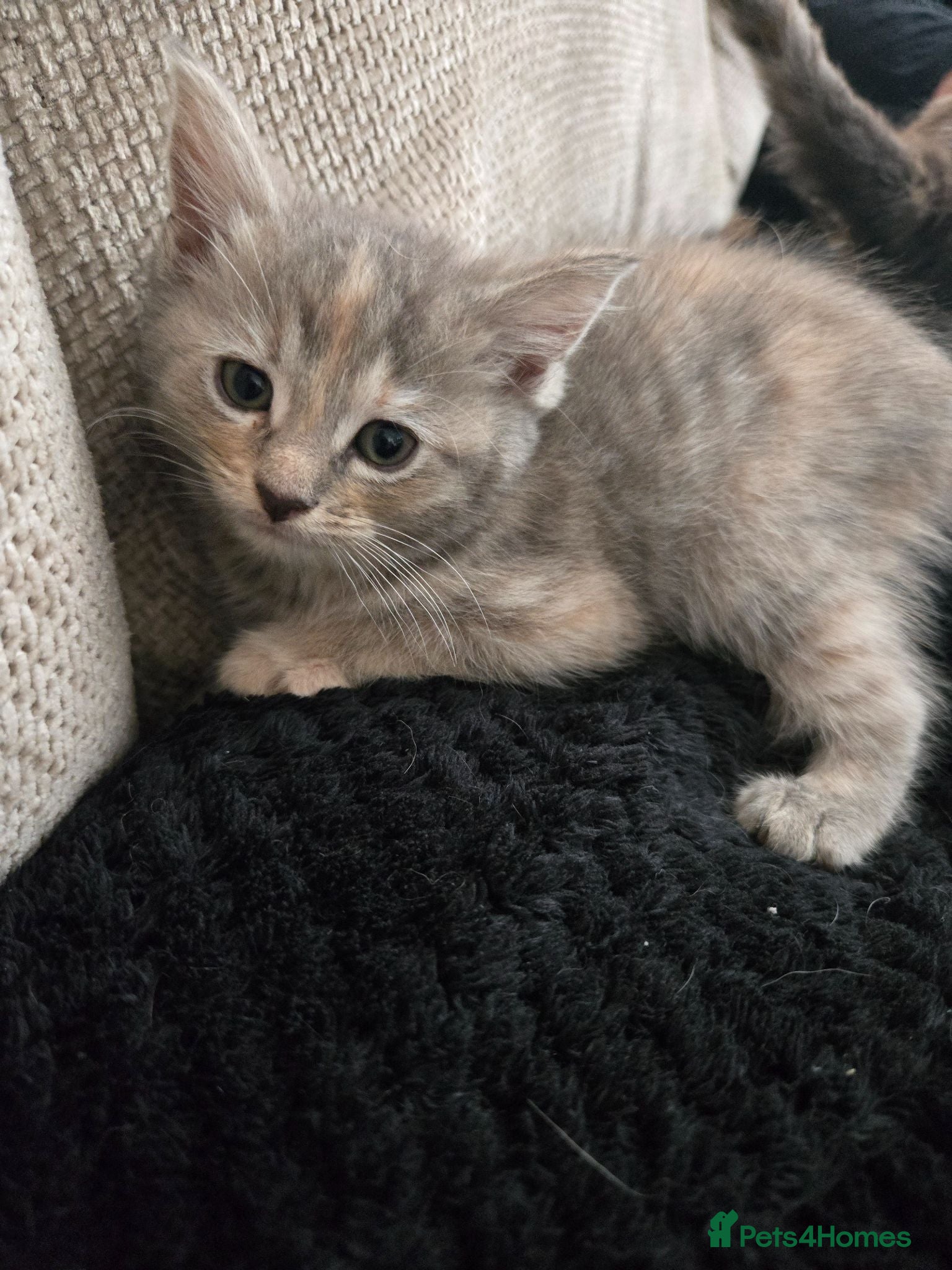 Mixed Breed cats *READY NOW* Beautiful kittens  - Advert 1