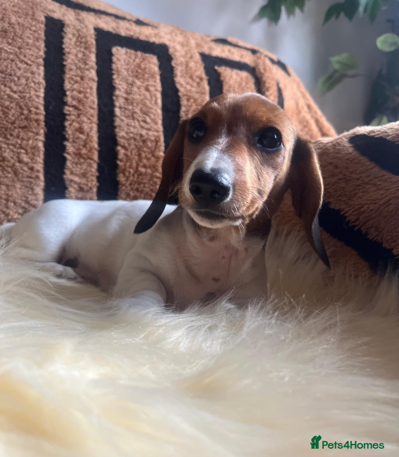 Miniature Dachshund dogs for sale: Beautiful Pedigree Miniature Dachshunds - Advert 1