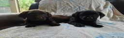 Labrador Retriever dogs for sale: Chocolate and black KC registered labrador pups - Advert 4