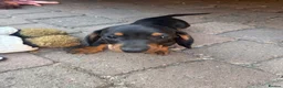 Dachshund dogs for sale: Dachshund  in Swadlincote - Advert 12