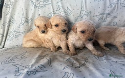 Mixed Breed dogs for sale: minature goldendoodles  - Image 7