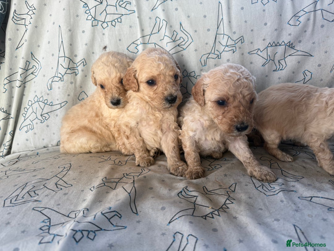 Mixed Breed dogs for sale: minature goldendoodles  - Image 7