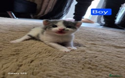 Russian Blue cats for sale: Russian blue cross - Image 2