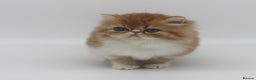 Exotic cats for sale: Quality TICA Reg Exotic & Persian Kittens - Advert 6