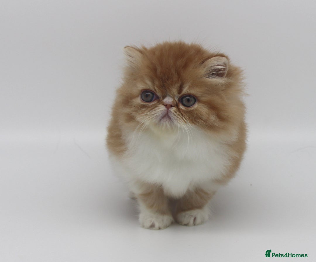 Exotic cats for sale: Quality TICA Reg Exotic & Persian Kittens - Advert 6