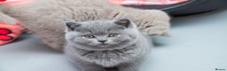 British Shorthair cats for sale: Beautiful BSH Kittens  - Advert 5