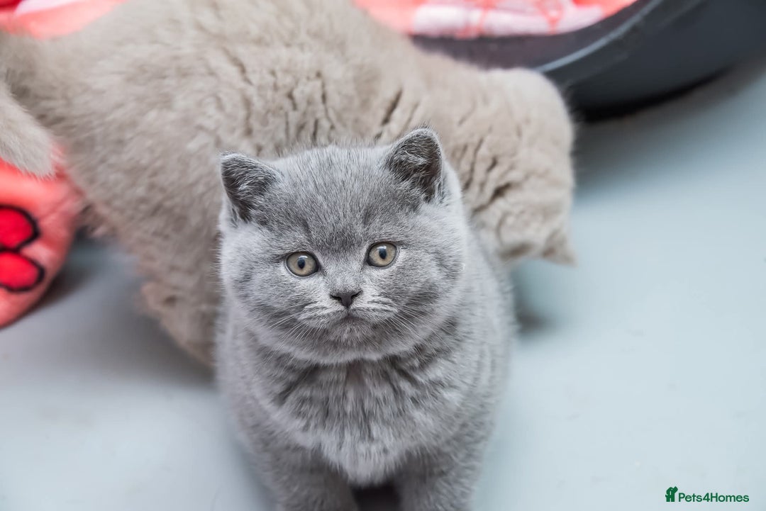 British Shorthair cats for sale: Beautiful BSH Kittens  - Advert 5