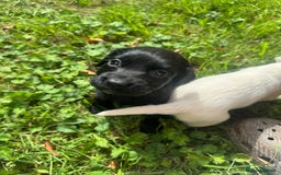 Sprocker dogs for sale: Working Sprocker puppies *3 girls left* - Image 6