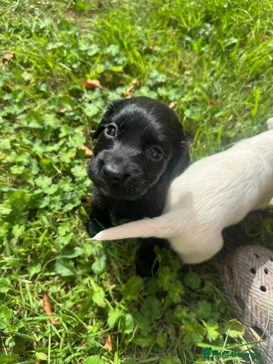 Sprocker dogs for sale: Working Sprocker puppies *3 girls left* - Image 6