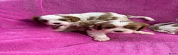 Cavalier King Charles Spaniel dogs for sale: Cavalier King Charles Spaniel puppies - Advert 6