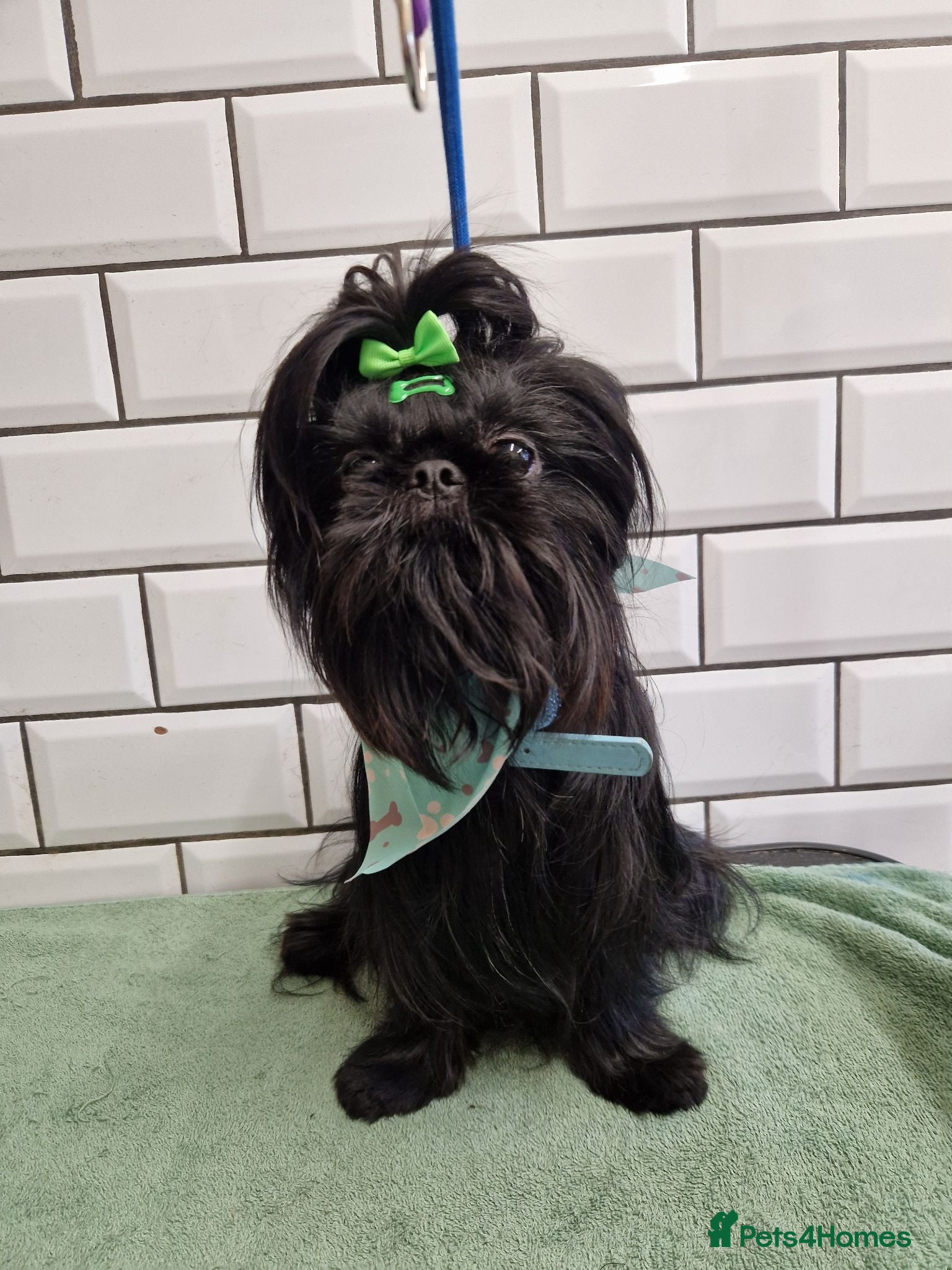 Shih Tzu dogs Imperial shih tzu male  - Advert 2