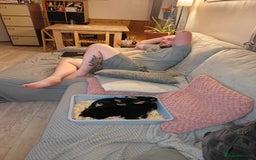 Rex rabbits for sale: Black Otter Mini Rex Buck in Droitwich - Image 26