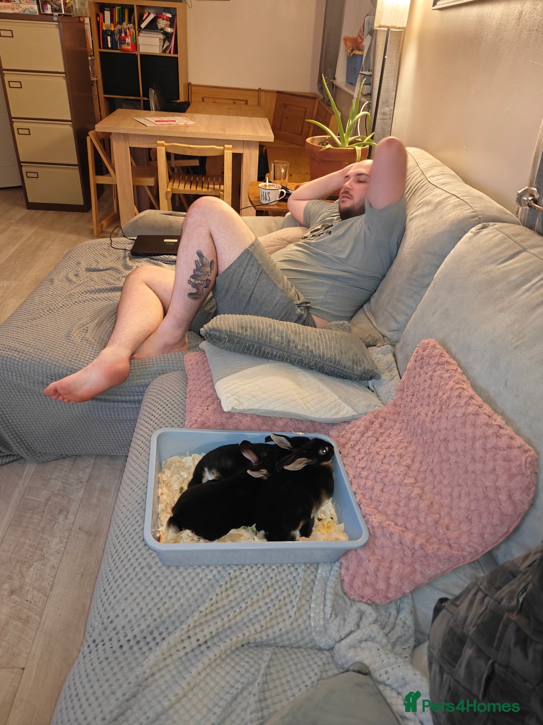 Rex rabbits for sale: Black Otter Mini Rex Buck in Droitwich - Image 26