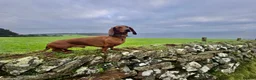 Dachshund dogs for stud: KC Standard smooth red hair dachshund  stud in Banbury - Advert 20