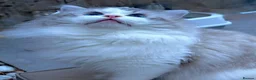 Ragdoll cats for sale: Valentino 🩵 – for breeding/showing or as a pet. - Advert 6