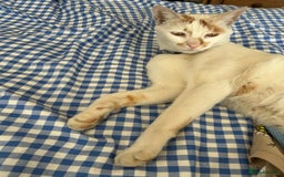 Mixed Breed cats for adoption: HUNK -INTELLIGENT- ALPHA BOY - IN PRIME CONDITION  - Image 8