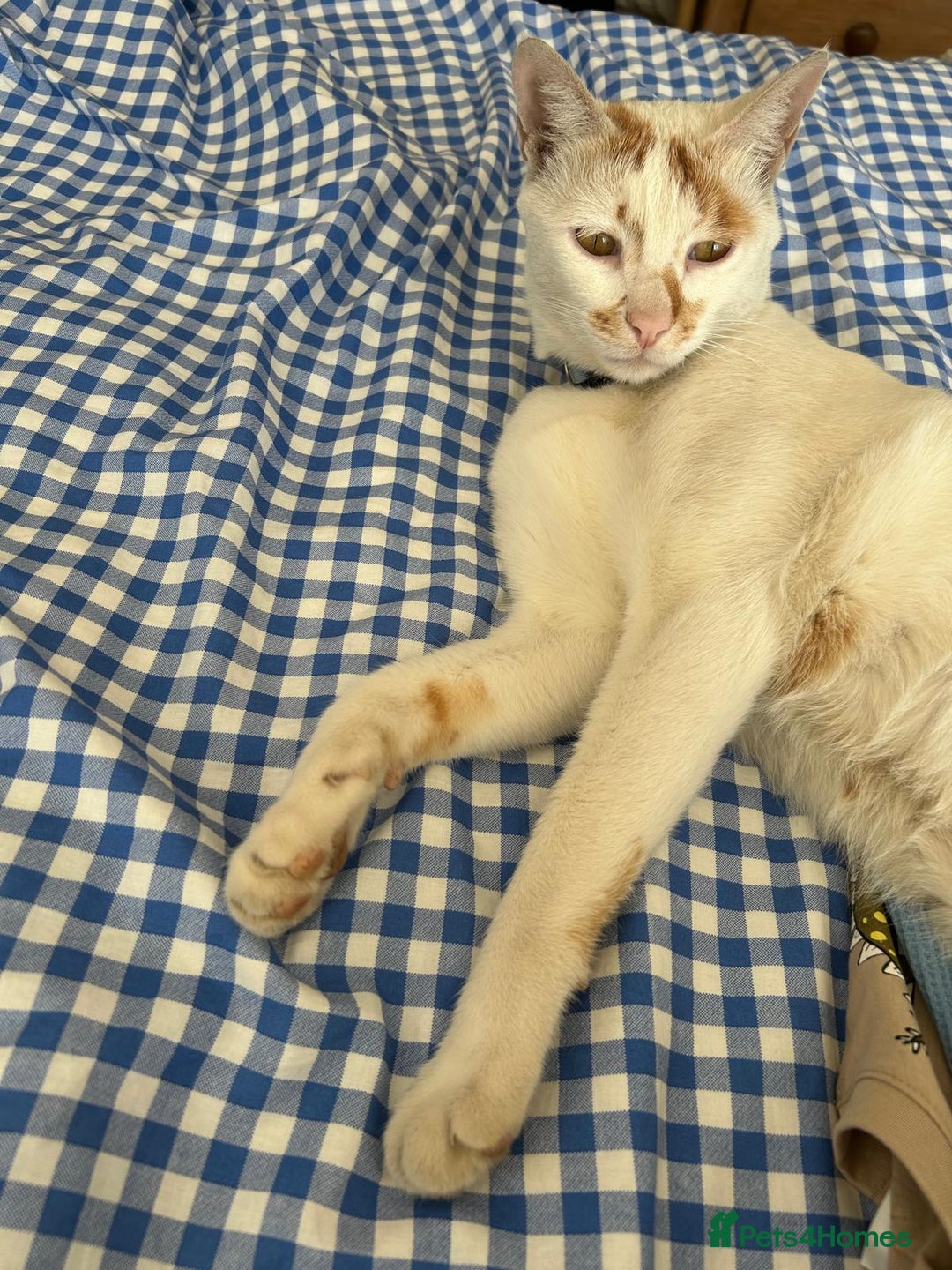 Mixed Breed cats for adoption: HUNK -INTELLIGENT- ALPHA BOY - IN PRIME CONDITION  - Image 8
