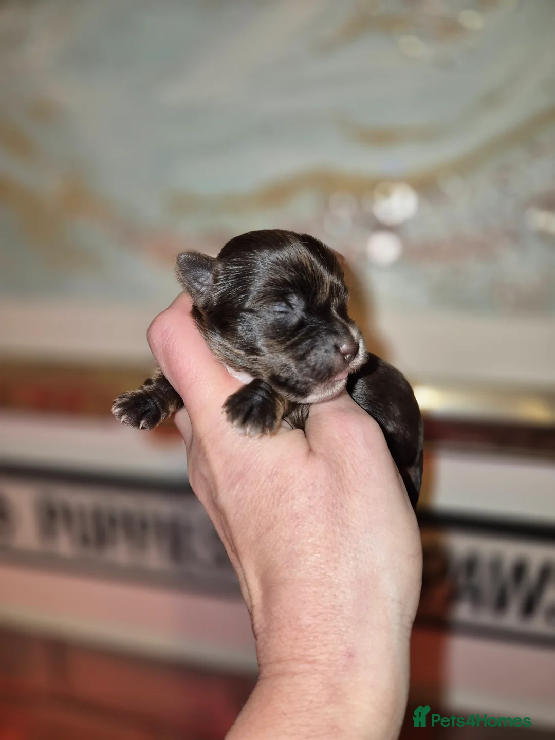 Yorkshire Terrier dogs for sale: REDUCED LAST 2 BOYS  - Advert 16