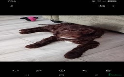 Mixed Breed dogs for sale: My last beautiful F1B Irish cockapoo puppy - Image 2