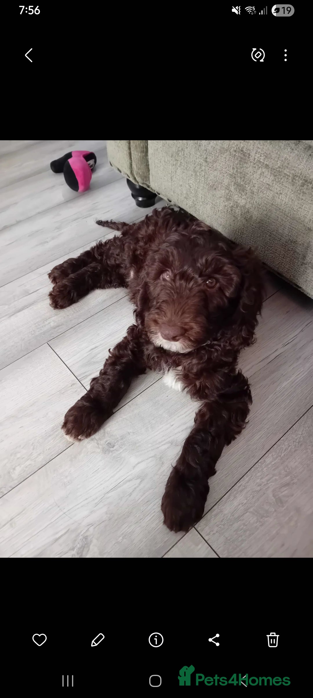 Mixed Breed dogs for sale: My last beautiful F1B Irish cockapoo puppy - Image 2