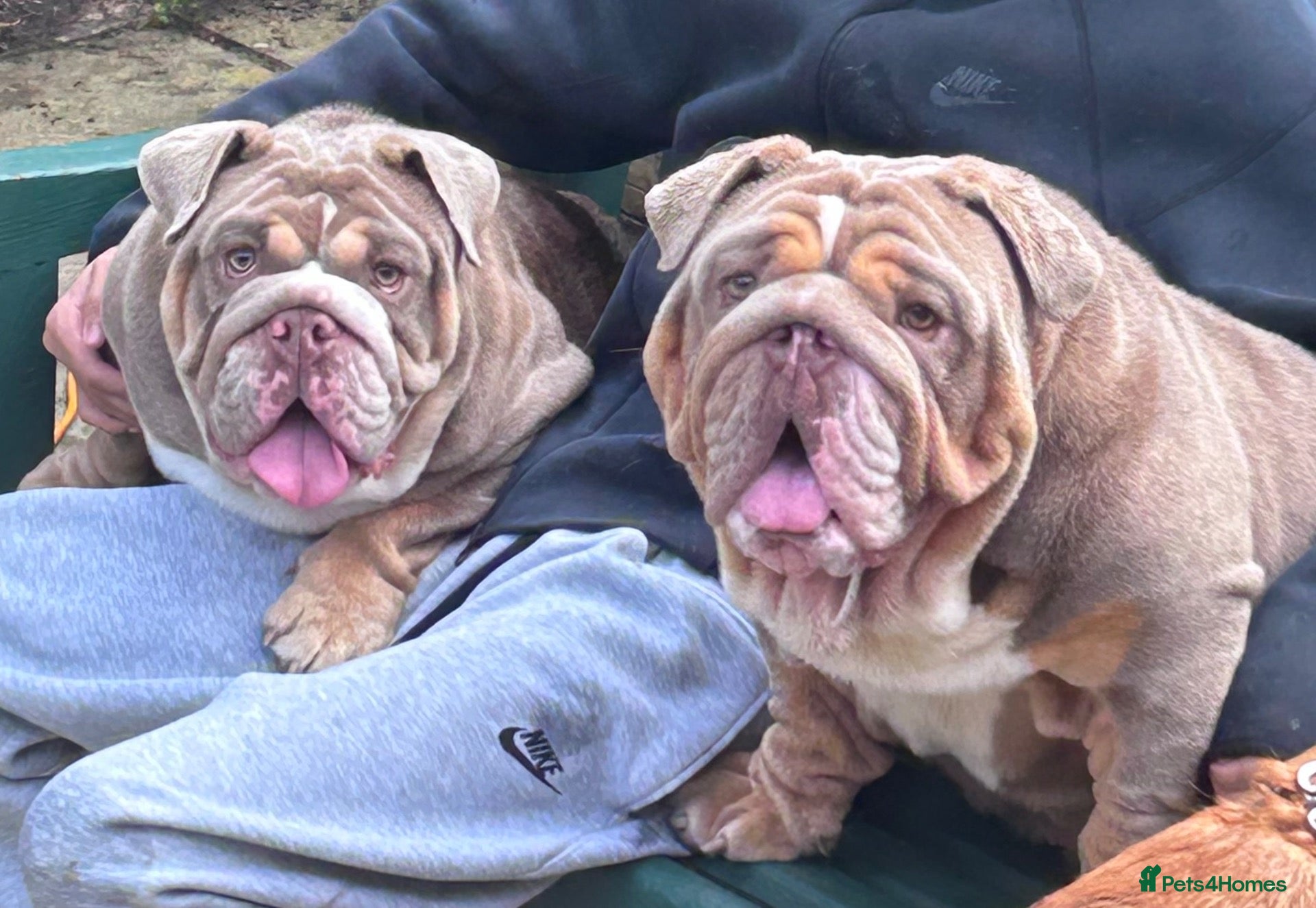 English Bulldog dogs £2100 for both beautiful english bull dogs - Advert 2