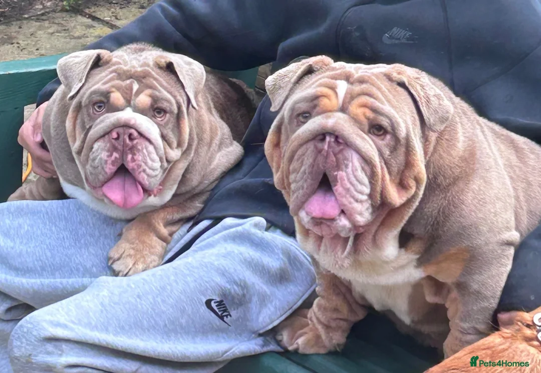 English Bulldog dogs for sale: £2100 for both beautiful english bull dogs - Advert 1
